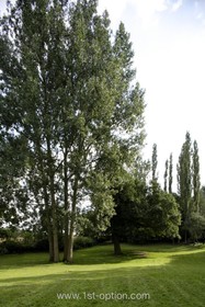 Harlow Garden - 