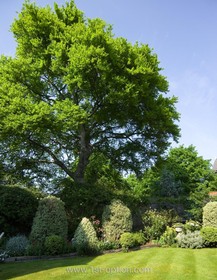 The Oval - garden