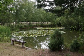 Pinewood House - lake
