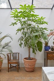 Victoria - thumbnail