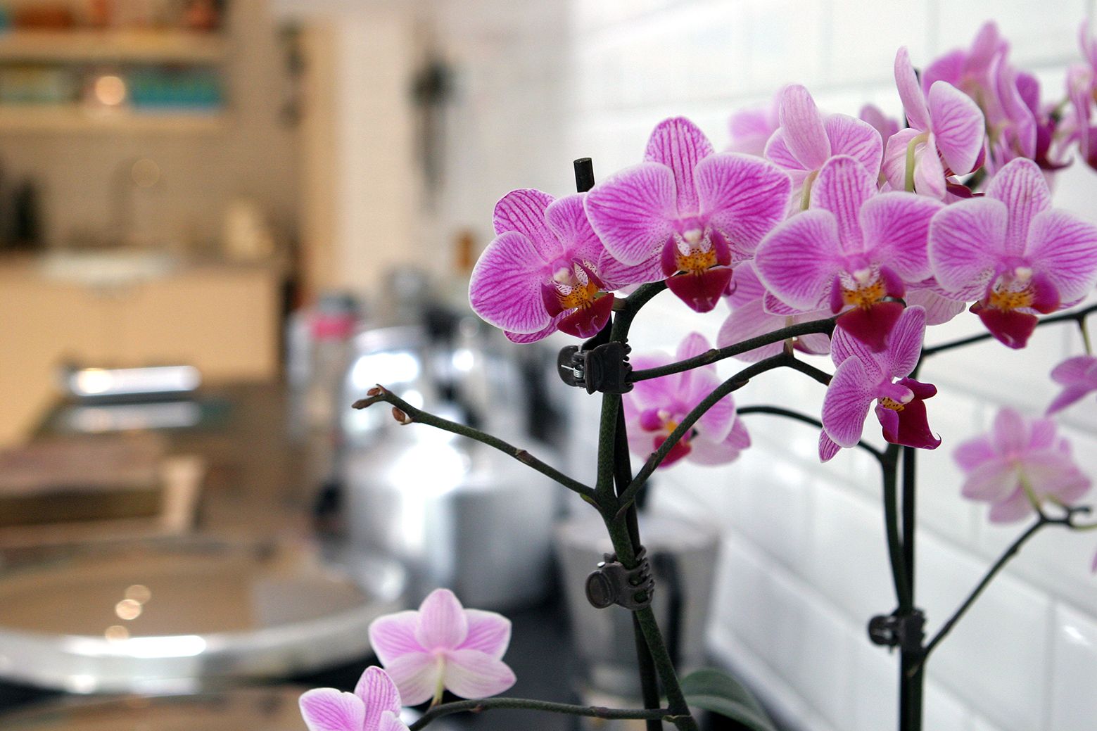 Fabulous Mag at Kingswood