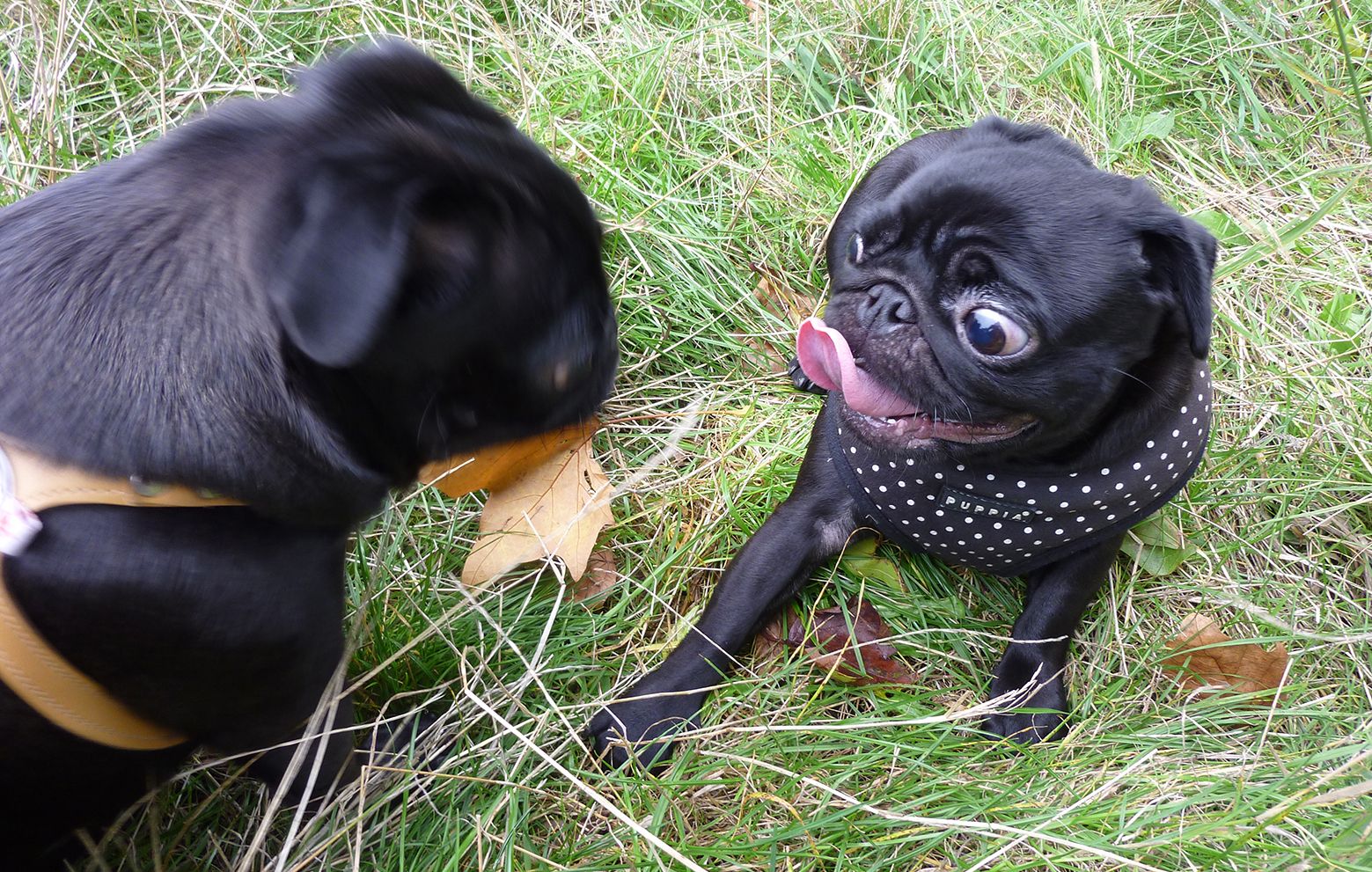 pugs in the park…