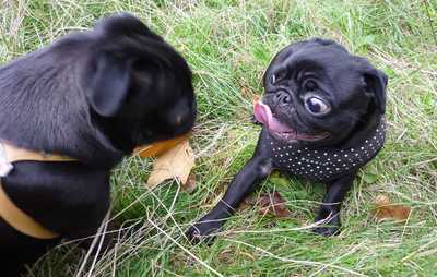 pugs-in-the-park