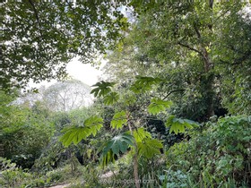 Anerley - thumbnail