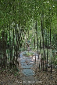 Bamboo - thumbnail