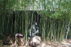 Bamboo - thumbnail
