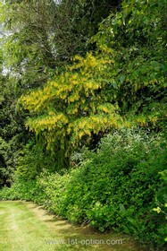 Botley - thumbnail