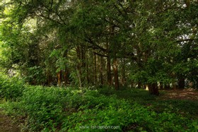 Botley - thumbnail