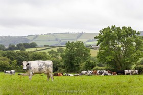 Coombe Farm - thumbnail