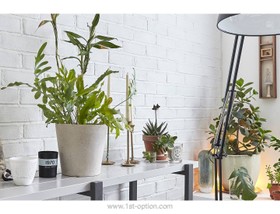 Dray Gardens - thumbnail