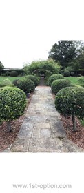 Topiary - thumbnail