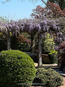 Topiary - thumbnail