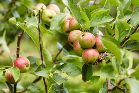 Walnuts Farm - thumbnail